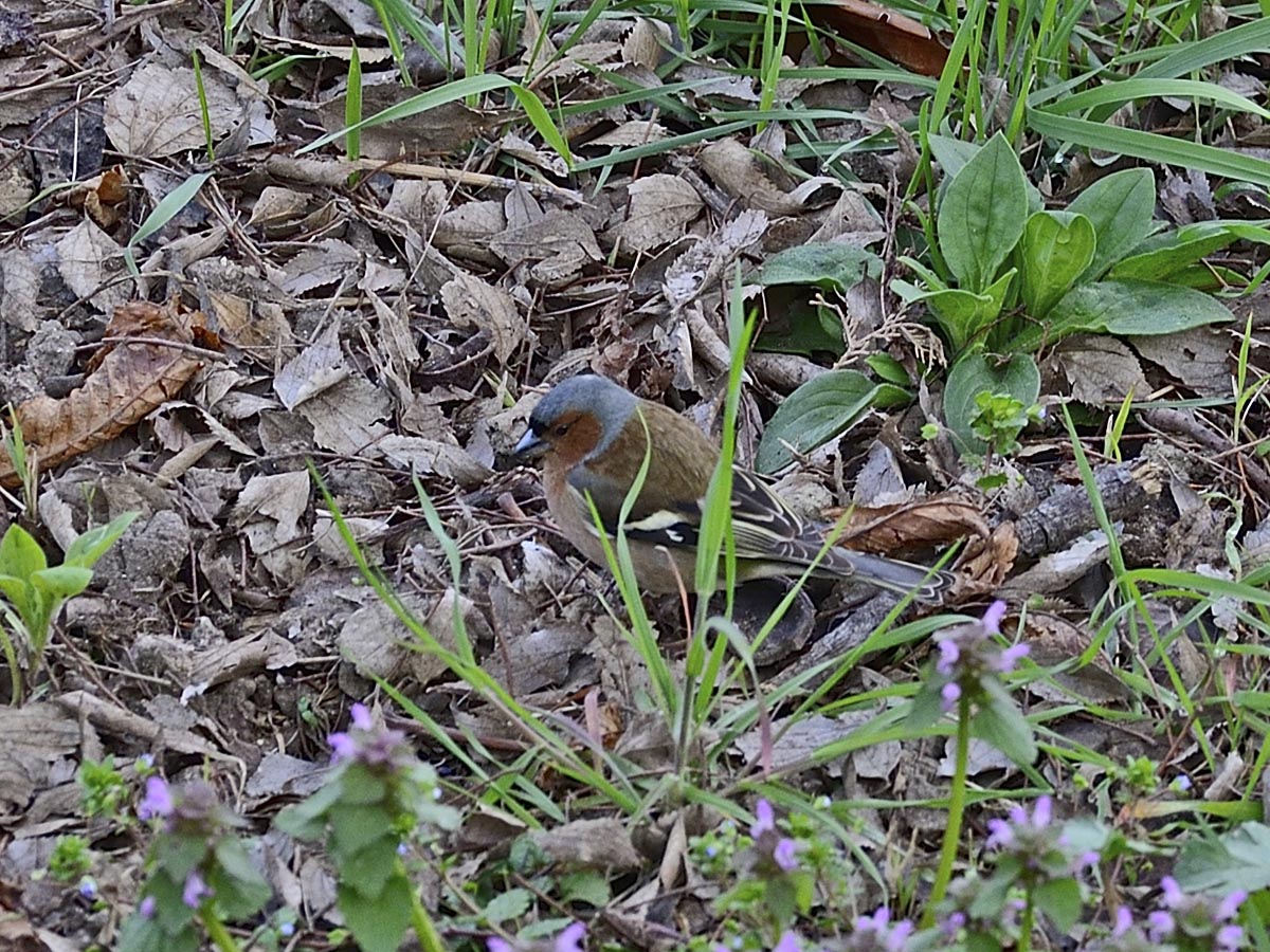 Fringilla coelebs